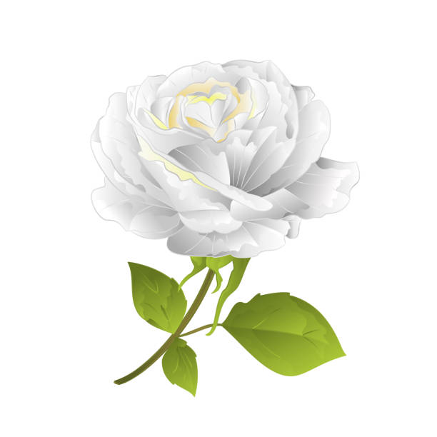 istock Flower white rose on a white background twig with leaves  vintage vector illustration editable 1047206080