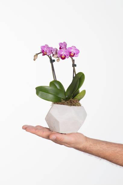 Potted Pink Orchid Plant in hand Potted Orchid  in hand potted orchid stock pictures, royalty-free photos & images