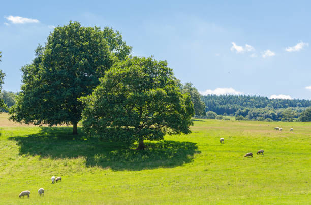 Sheep grazing in idyllic countryside in summer Flock of sheep in the lush Peak District  landscape in the Derbyshire Dales, England bakewell stock pictures, royalty-free photos & images