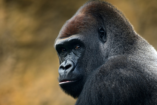 Gorila de retrato photo