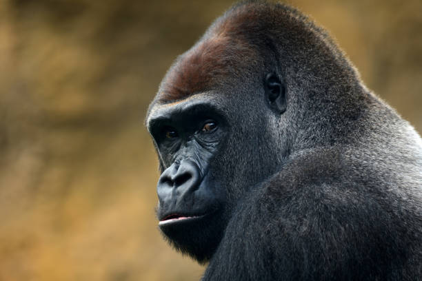 gorilla portrait close-up of a gorilla gorilla photos stock pictures, royalty-free photos & images