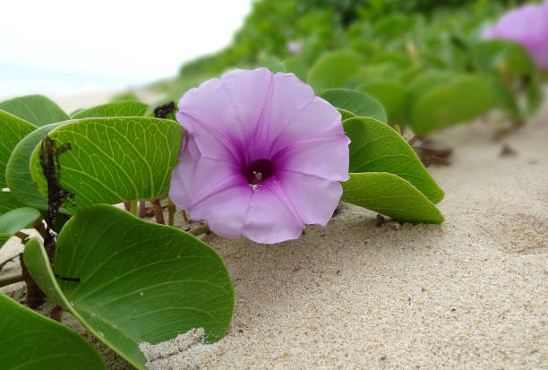 istock The beach is flowering 1047216434