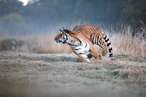 Tigre corre detrás de la presa. Caza la presa en tajga en tiempo de verano. Tigre en la naturaleza salvaje de verano. Escena de acción fauna, animales peligro. photo