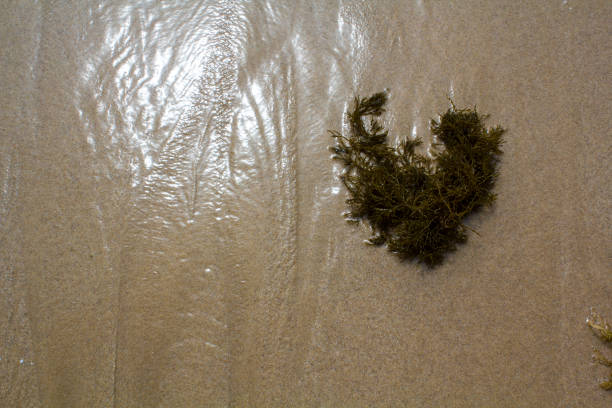Seaweed Washed Up on the Beach