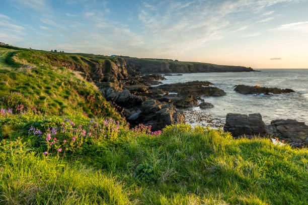Cliff Top Flowers The Cove coastline, Aberdeen, Aberdeenshire. aberdeen scotland stock pictures, royalty-free photos & images