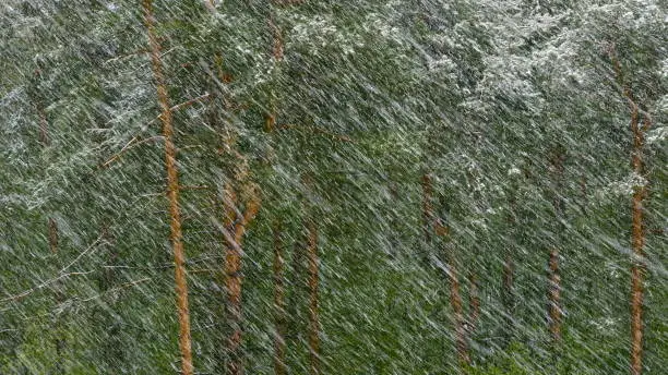 Snow blizzard in the pine forest.
