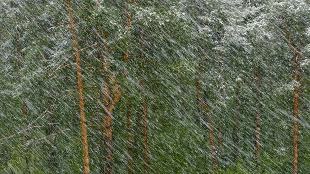 снежная метель в сосновом лесу. - sleet стоковые фото и изображения