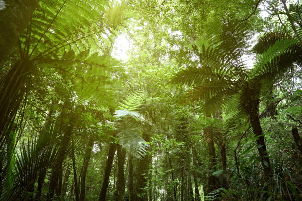 istock Jungle fern trees 1047224648