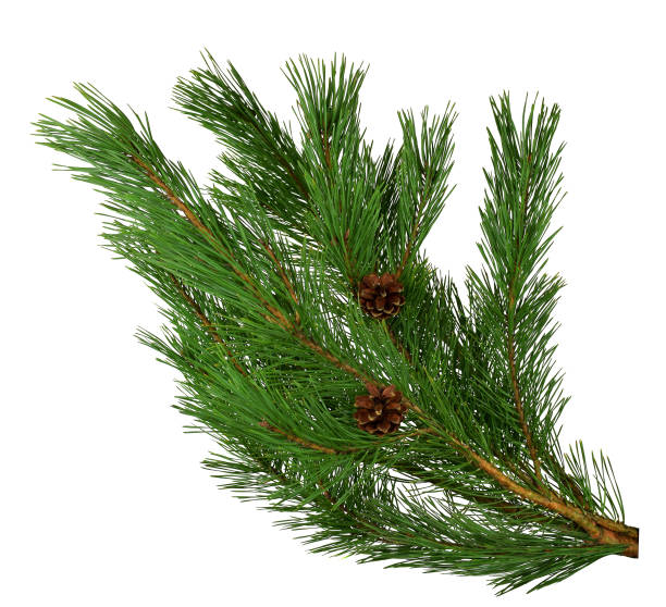 istock Green branches of pine with cones. Christmas. 1047226306
