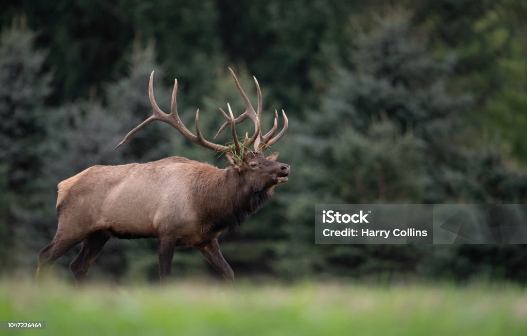 Elk An elk in Pennsylvania Animal Stock Photo