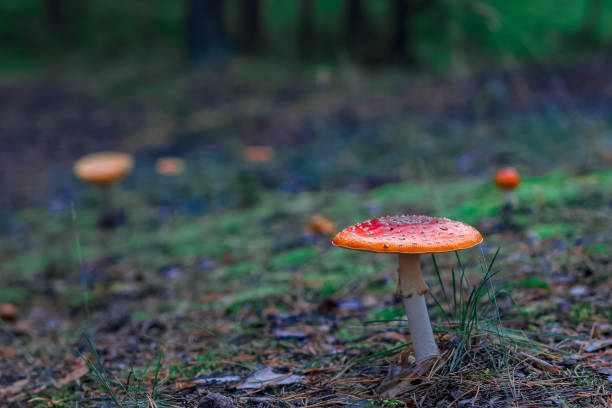 istock Red poisonous Amanita mushroom 1047227210