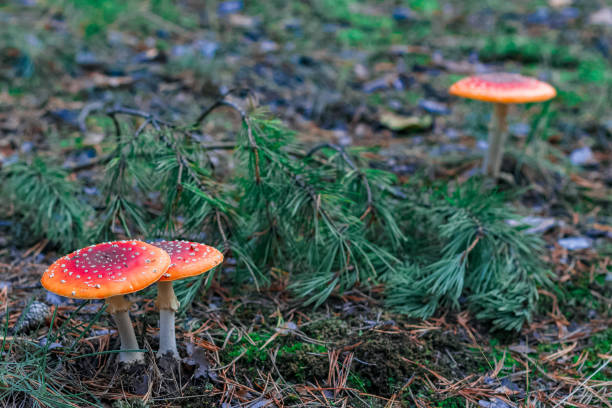 istock Red poisonous Amanita mushrooms 1047229724