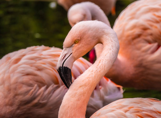 istock Closeup of a flamingo 1047230088