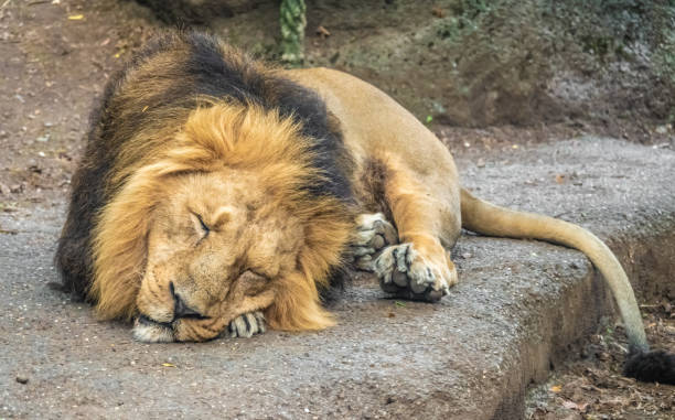 istock Closeup of a lion taking a nap 1047230260