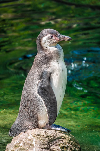 istock Closeup of a magellan penguin on a rock 1047230274