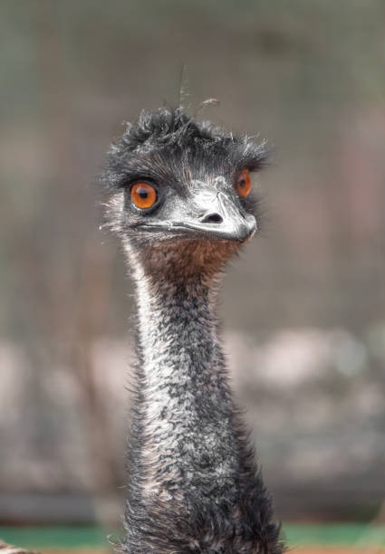 istock Closeup of an emu 1047230386