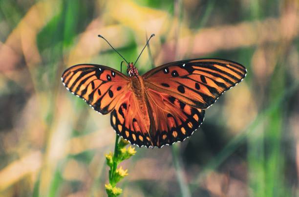 istock Butterflies in a Field 1047233412