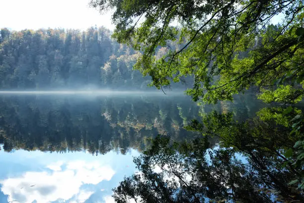 Gemunder Maar volcanic lake in the Eifel near Daun, Germany. Picturesque reflection of trees in the water.