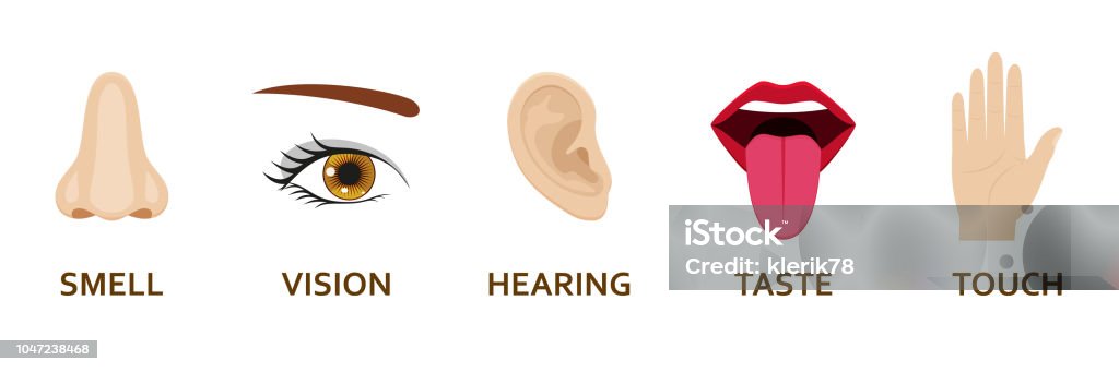 Five human senses icons set. Cartoon design nose, eye, hand, ear and mouth. Vector illustration. Sensory Perception stock vector