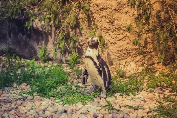 ペンギンは動物園、陸の上に立ちます。 - photography young animal bird young bird ストックフォトと画像