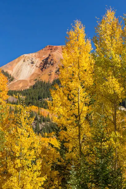 Golden aspens on Red Mountain Pass off of the Million Dollar Highway in the Uncompahgre National Forest, Colorado.
