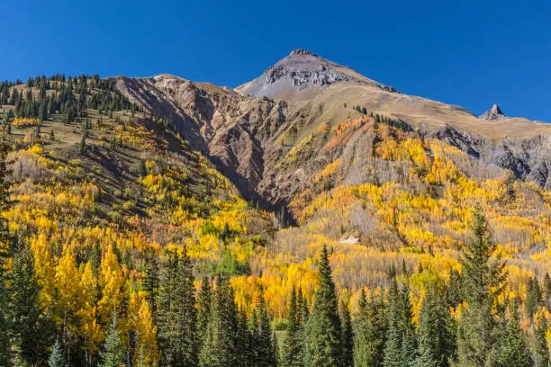 Golden aspens on Red Mountain Pass off of the Million Dollar Highway in the Uncompahgre National Forest, Colorado.