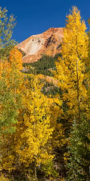 Golden aspens on Red Mountain Pass off of the Million Dollar Highway in the Uncompahgre National Forest, Colorado. (vertical panorama)