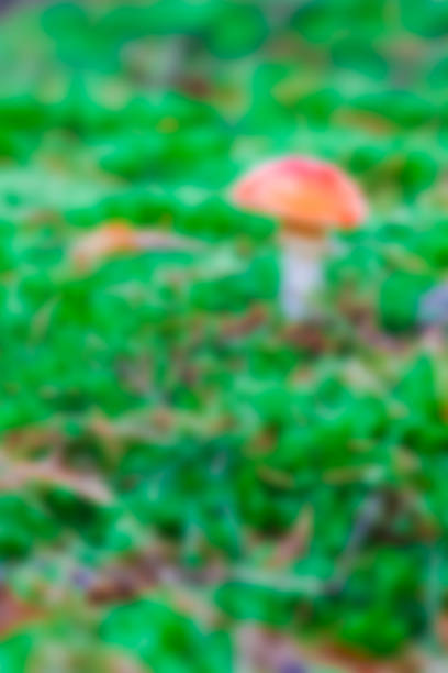 istock Amanita mushroom - blurred image 1047253632