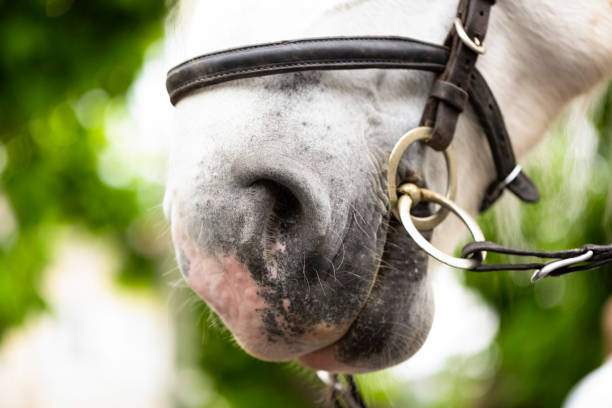 istock Muzzle of white horse, background with copy space 1047259522