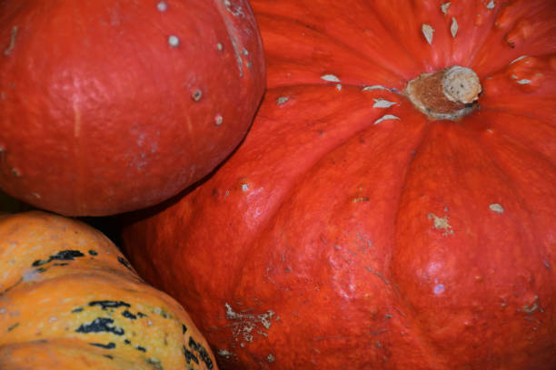 istock Food Pumpkins 1047259550