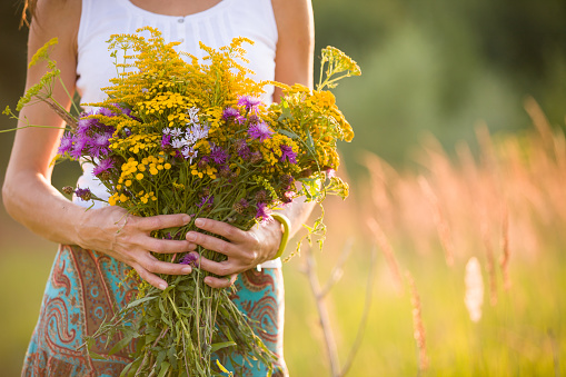 Closeup of woman's hands holding beautiful bunch of wild flowers on a sunny summer day. Girl with bouquet of yellow and purple flowers on a meadow.