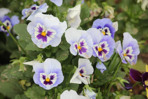 istock viola tricolor flowers 1047262232