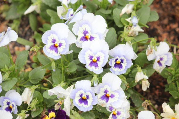 istock viola tricolor flowers 1047262244