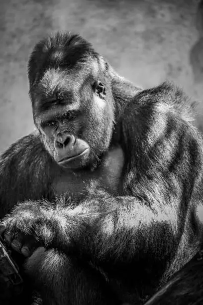 Portrait of Silver back gorilla