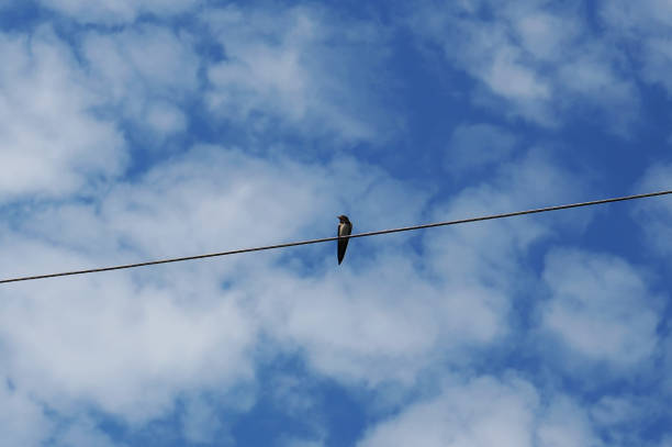 istock Lonely swallow sitting on wire against blue sky with white clouds 1047270088