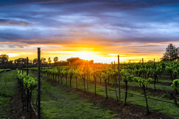 istock Dramatic sunrise over rows of grapevines 1047275140
