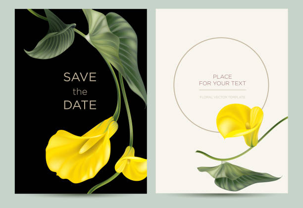 ilustraciones, imágenes clip art, dibujos animados e iconos de stock de tarjeta de invitación estilo botánico con lugar para el texto. flores de lirio amarillo con hojas verdes. - alcatraces de colores