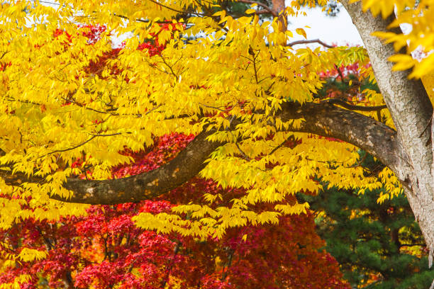 istock Beautiful autumn leaves 1047282828