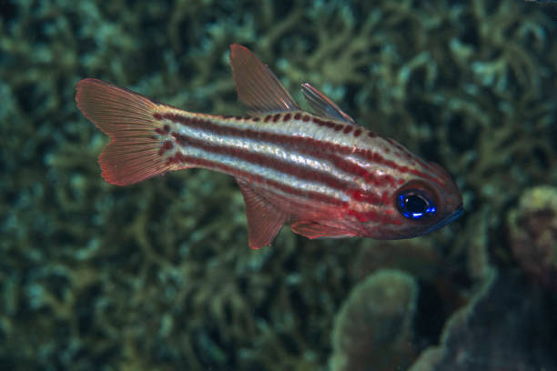 Banded Cardinal 440+ Cardinal Fish Indonesia Stock Photos, Pictures & Royalty-Free ...
