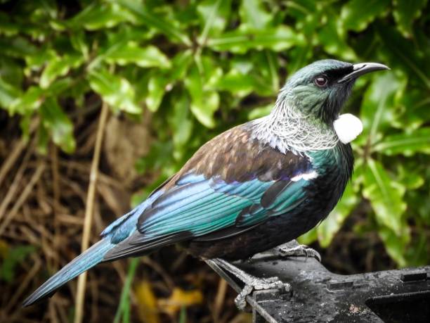 A beautiful New Zealand Tui perching