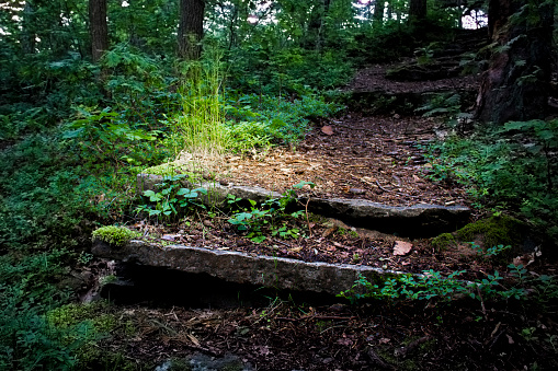 Ancient stone steps in the forrest.