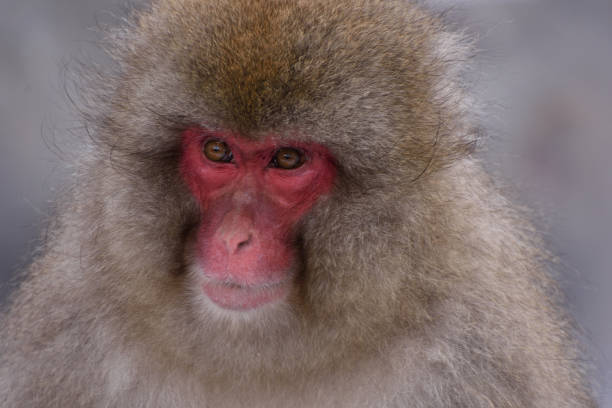 istock Snow Monkey or Japanese Macaque, Japan 1047296374