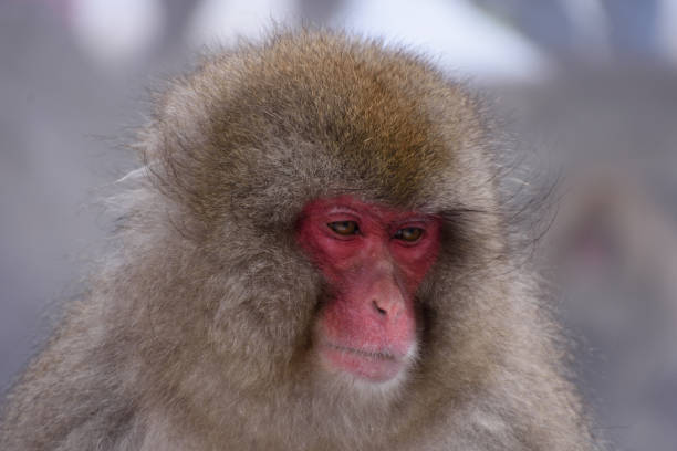 istock Snow Monkey or Japanese Macaque, Japan 1047296400