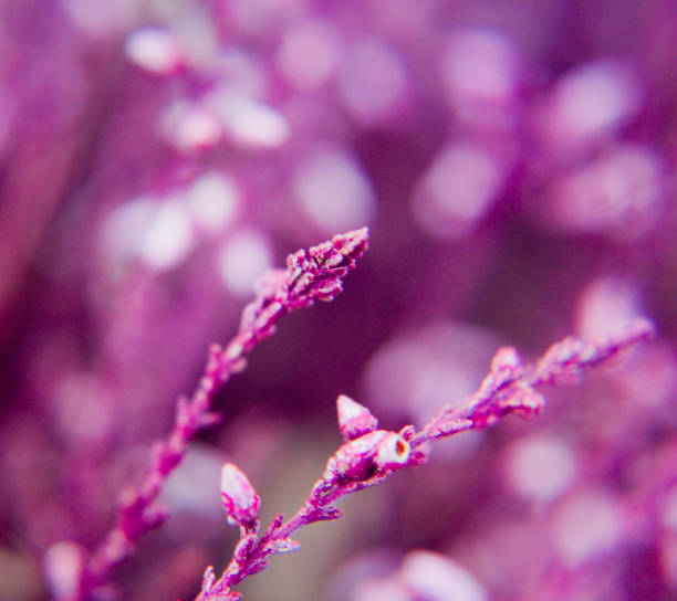 istock Purple Garden 1047299398