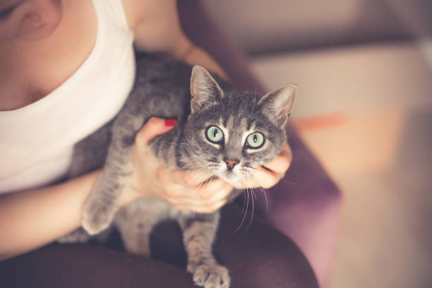 istock Women holding her cat 1047299738