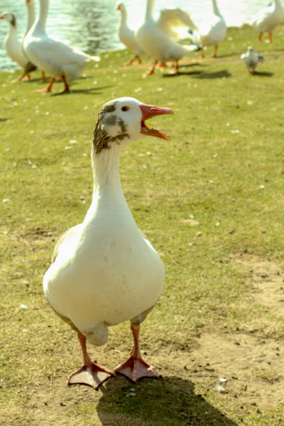 istock Ducks at Palermo lake Buenos Aires 1047303894