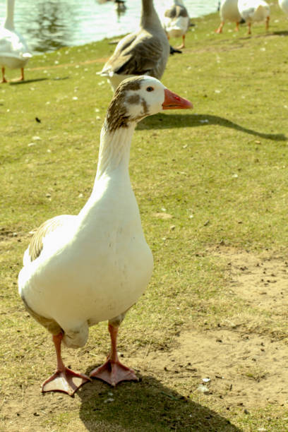 istock Ducks at Palermo lake Buenos Aires 1047304050