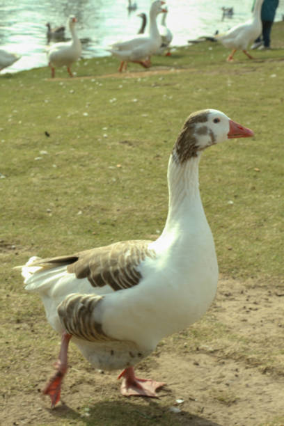 istock Ducks at Palermo lake Buenos Aires 1047304056