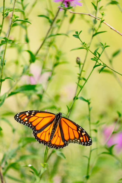 istock Monarch Butterfly on Wild Centaurea IV 1047304478