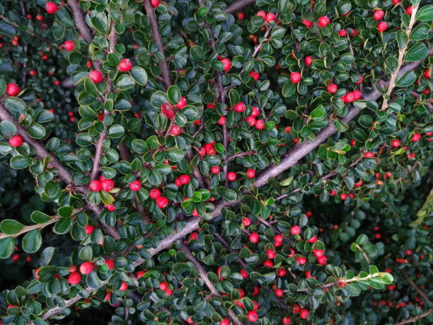 istock Decorative nature, green leaves round red berries 1047304504